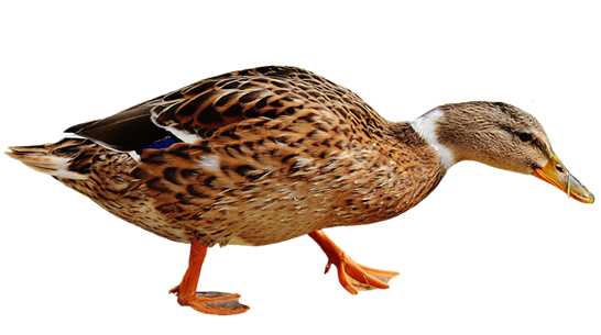 鸭 Duck