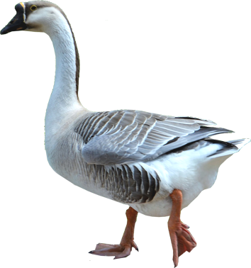 鹅 Goose