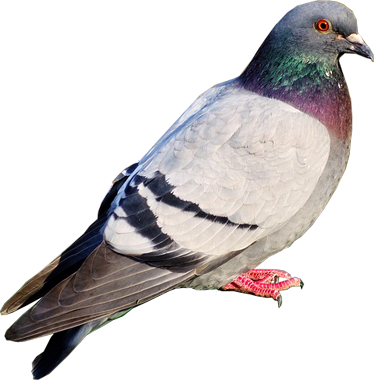 鸽子 Pigeon