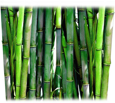 Bamboo