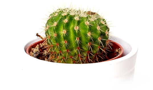 Cactus