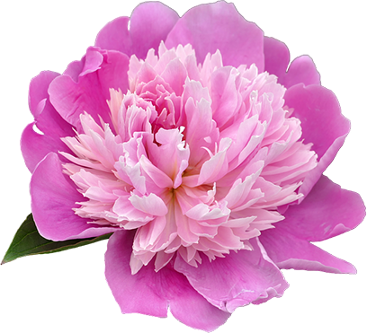 牡丹 Peony