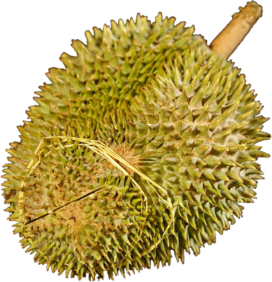 榴莲 Durian