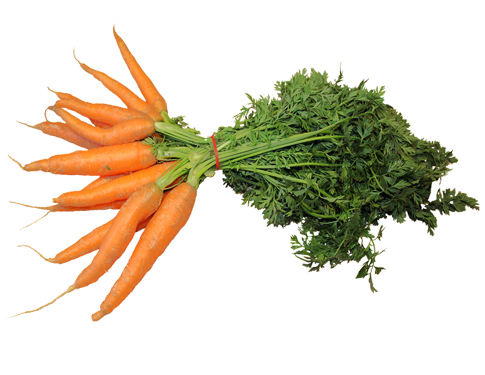 胡萝卜 Carrot