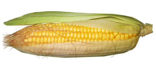 玉米 Corn