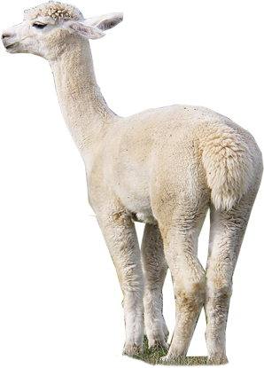 Alpaca