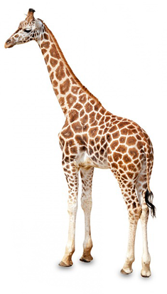 长颈鹿 Giraffe