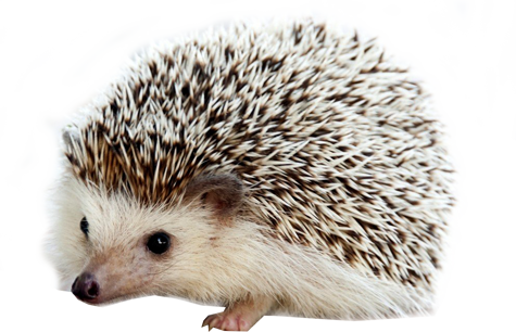刺猬 Hedgehog