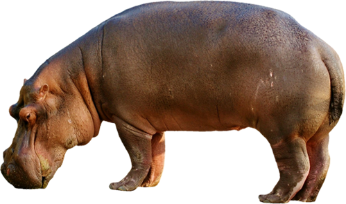 河马 Hippo