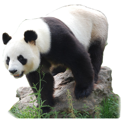 熊猫 Panda