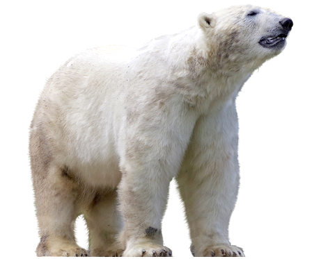 北极熊 Polar bear