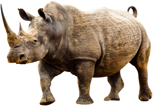 犀牛 Rhino