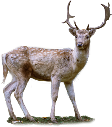 梅花鹿 Spotted deer