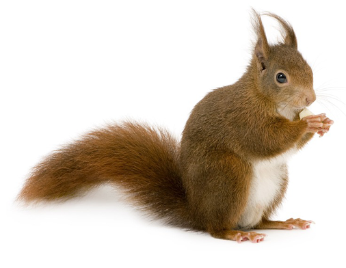 松鼠 Squirrel